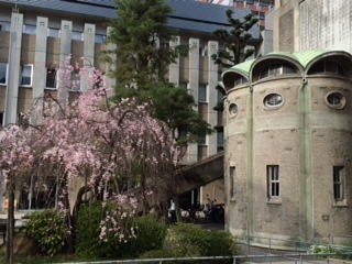世界平和記念聖堂と桜２－２０１４.jpg